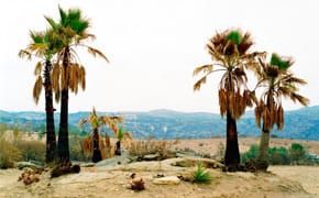 Beautiful Disaster: Sasha Bezzubov's "Wildfire"