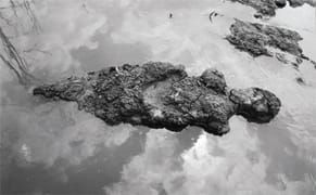 Which Installation Artists Are Actually Green?