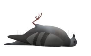 Art or Animal Cruelty?