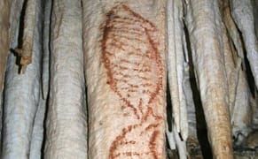 Earliest Known Paintings Discovered in Spain