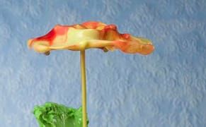 Amazing Splash Photos of Flowers