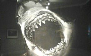 Hunters or Hunted? Reckoning with Sharks