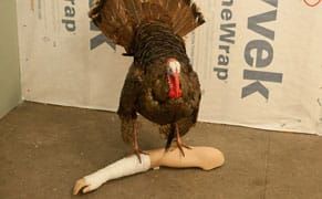 The Financial Crisis and Other Natural Disasters, A Tour in Three Parts