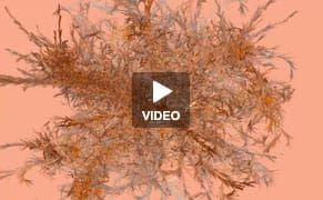 Watch a Facebook Photo Go Viral