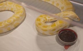 The Snake and the Lost War Diary