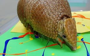 Oklahoma Zoo Transforms Their Animals into Artists