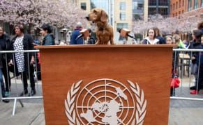 Is the Dachshund UN More than Just a Silly and Highly Enjoyable Farce?