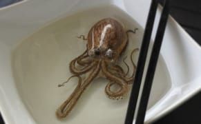 Animals Suspended in Animation with Paint and Resin