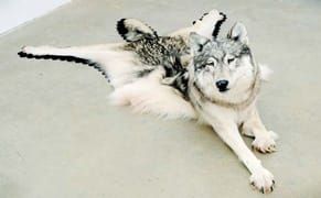 Nicholas Galanin Is Part of a Generation That Is Redefining "Native"