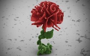 Sculpting the Tiniest Flowers in the World to Build the Future of Nanotechnology