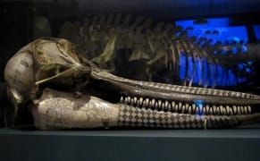 Scrimshaw: A Lost Art of Boredom