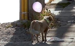 Bringing Attention to Stray Dogs with a Buoyant Urban Intervention