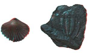 The First 3D Database of Fossils, Which You Can Even Print