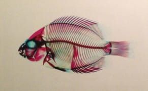 Wasted Wonder: Picturing Science, but Not Explaining It