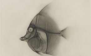 Revealing the Invisible With Early X-Ray Photogravures