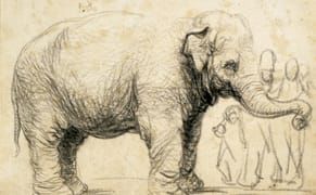 A Famed 17th-Century Elephant Drawn by Rembrandt Is Revealed to Define Her Species