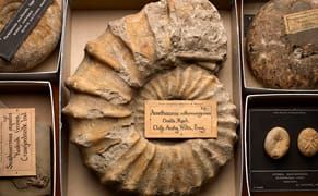 Cursed Meteorite, Giant Octopus Models, and Other World's Fair Wonders