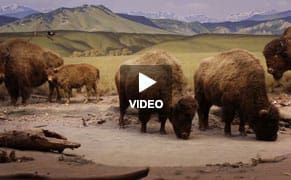 Bringing Collections to Life