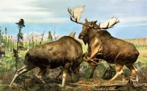 Protest Moans and Moose Urine: Tales from the American Museum of Natural History
