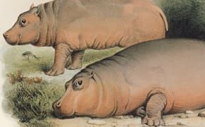 When Art Was the Scientist's Eye: 400 Years of Natural History Illustrations