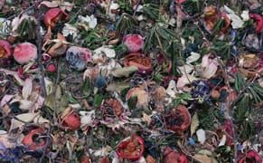 The Surprising Beauty of Dead Leaves and Rotting Fruit