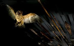 Wonder World, or Against the New Universal Exhibition