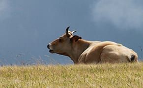 What's Up With "Shia LaBeouf"?