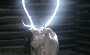Designing Safer Antlers for Finland's Reindeers
