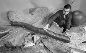 American Museum of Natural History Launches Online Archives with Mark Dion and Alexis Rockman