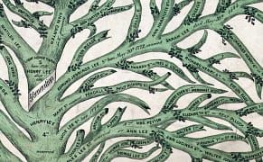 Hundreds of Years of Data Growing on Trees