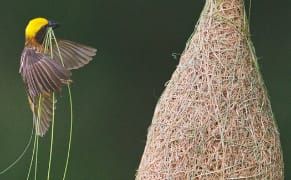 The Beauty of Function in Creatures' Constructions