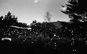 Black-and-White Photographs of Fireflies Lighting Up Summer Nights