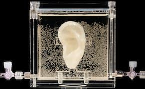 Gogh Gogh Gadget: Museum Shows Genetic Reproduction of van Gogh's Ear