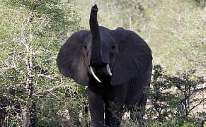 Museums, Musicians, and Antiques Dealers Resist Harsh New Ivory Restrictions