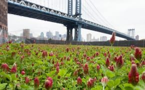 Artists Probe Urban Agriculture