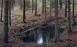 Photographs of the Ecological Healing of WWII Bomb Scars