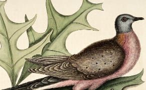 Extinct Feathers Flock Together at Smithsonian