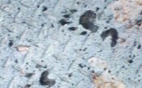 Raccoons to the Rescue: Insider Reveals Kara Walker Pest Antagonists