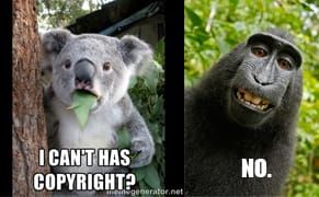 US Copyright Office Says Animal Authors Aren't Protected by Copyright
