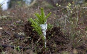 Artist's 100-Year Project Will Grow Books from Saplings