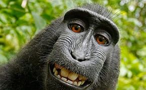 Going Ape Over a Photograph's Copyright