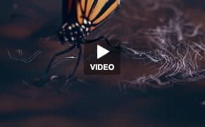 Butterflies Make Art