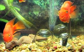 Hidden Art in a Chinatown Massage Parlor Subtly Confronts China's Imbalances