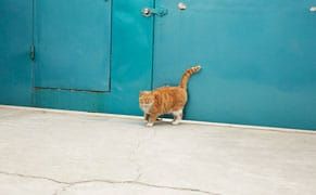 Looking at Cats with Ai Weiwei