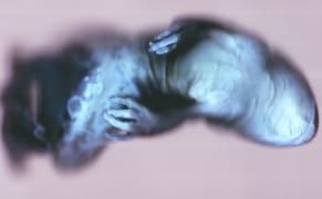 Ann Hamilton's Distorted Scans of Natural History