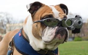 Cats, Cans, and More Curiosities from Toy Camera History