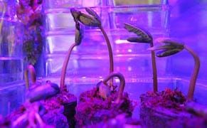 "Naturally Hypernatural" Conference at SVA Explores the Meaning of Nature in the 21st Century