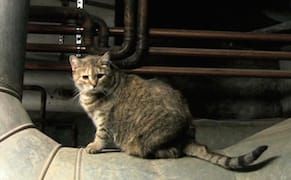 From Hermitage Cats to a Chernobyl Safari, Anna Jermolaewa's Counter Histories