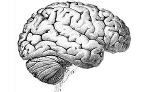 How Museums Affect the Brain