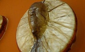 A Traditional Native Practice, Given Modern Form